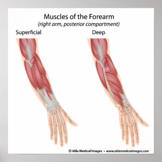 Musculoskeletal Posters, Musculoskeletal Prints, Art Prints, Poster Designs