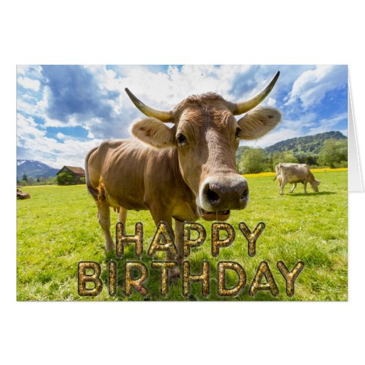 Foreground curious cow cards (Front Horizontal)