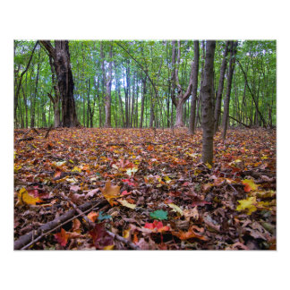 Forest Autumn Colors Photo Print