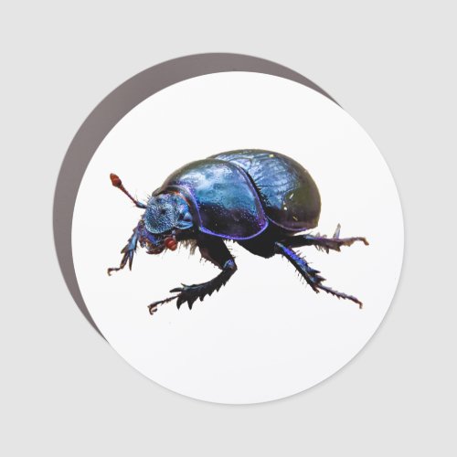 forest beetle Dor Beetle Blue Dung Bug T_shirt R Car Magnet