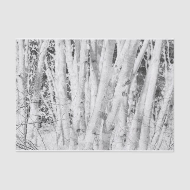 Forest Black And White Birch Trees Tissue Paper (Front)