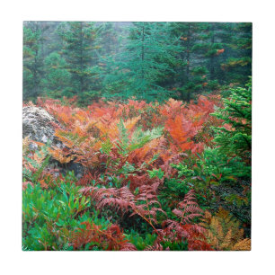 Forest Colorful Ferns In Autumn Acadia Maine Tile