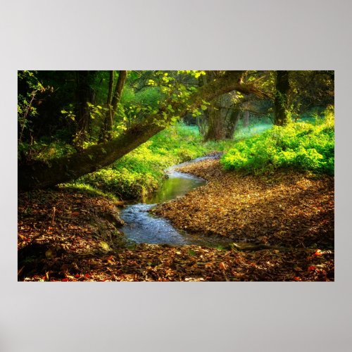 Forest Creek Beautiful Nature Landscape Photo Poster