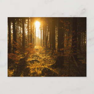 Forest During Autumn Baden Württemberg, Germany Postcard