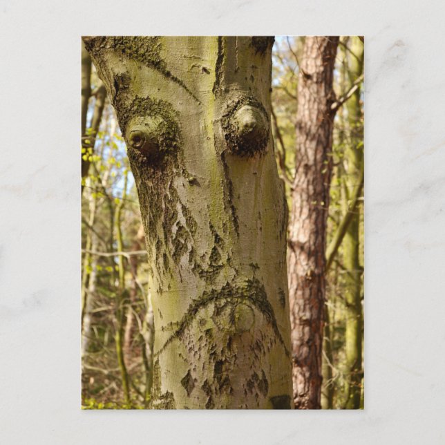 forest ent postcard (Front)