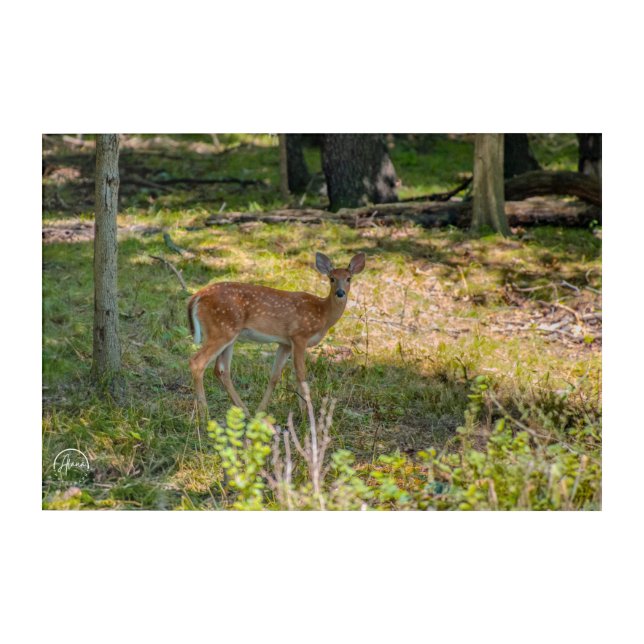Forest Fawn Acrylic Wall Art (Front)