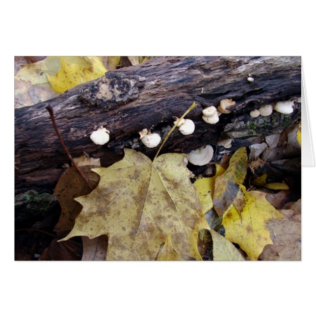 Forest Floor Cards (Front Horizontal)