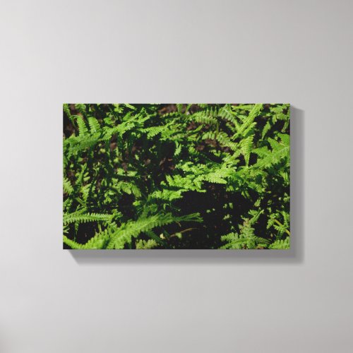 Forest Floor Ferns Canvas Print