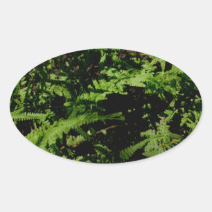 Forest Floor Ferns Oval Sticker