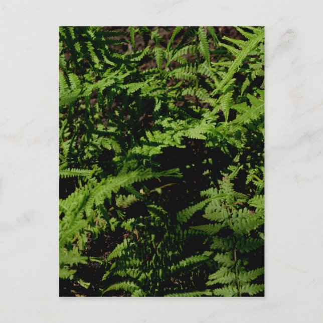 Forest Floor Ferns Postcard (Front)