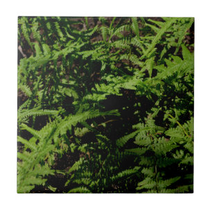 Forest Floor Ferns Tile