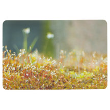 Yellow Wood Moss Gifts On Zazzle