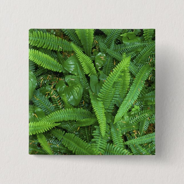 Forest Floor, Quinault Rain Forest, Olympic NP, Button (Front)