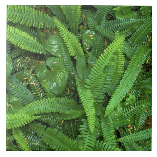 Forest Floor, Quinault Rain Forest, Olympic NP, Ceramic Tile (Front)