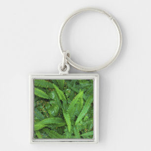 Forest Floor, Quinault Rain Forest, Olympic NP, Keychain