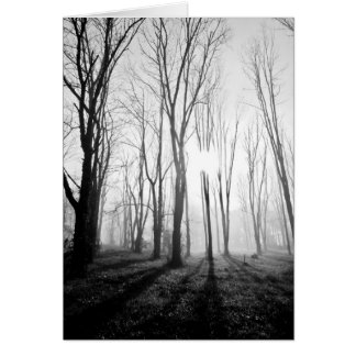 Forest Fog Cards