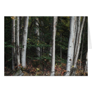 Forest for the Trees by Logan Guinn Cards