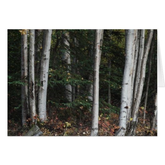 Forest for the Trees by Logan Guinn Cards (Front Horizontal)