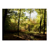 Forest glade (Front Horizontal)