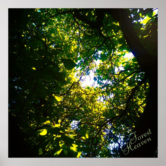 Forest Heaven catalpa tree ambiental Poster (Front)