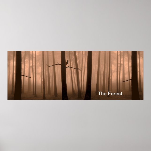 Forest image for Poster (Front)