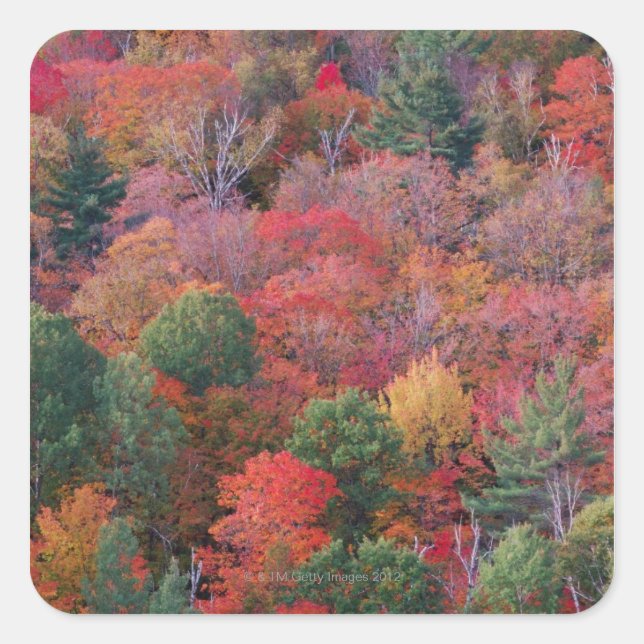 Forest in autumn with fall foliage.  Algonquin Square Sticker (Front)