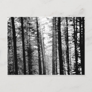 Forest in Black and White Postcard