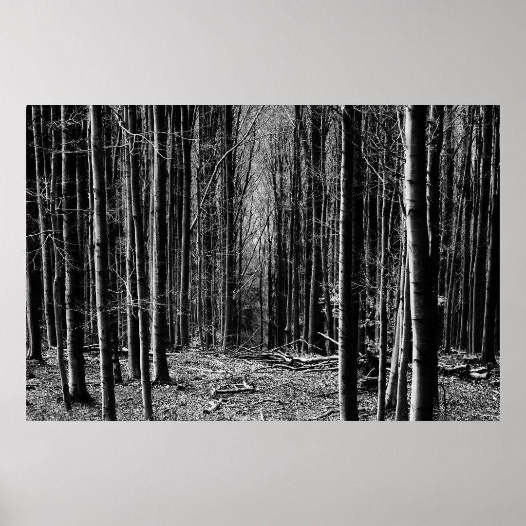 Forest in Black and White Poster | Zazzle