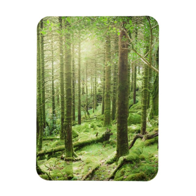 Forest in Killarney National Park | Kerry, Ireland Magnet (Vertical)