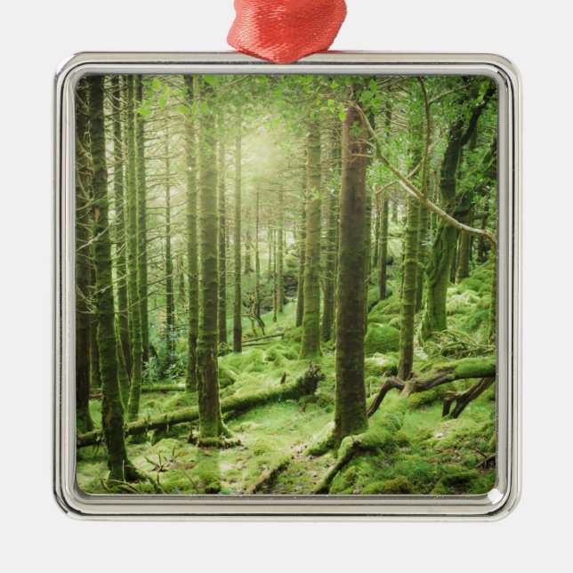 Forest in Killarney National Park | Kerry, Ireland Metal Ornament (Front)