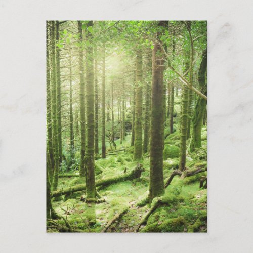Forest in Killarney National Park  Kerry Ireland Postcard