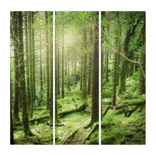 Forest in Killarney National Park   Kerry, Ireland Triptych