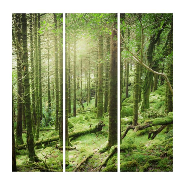 Forest in Killarney National Park | Kerry, Ireland Triptych (Front)