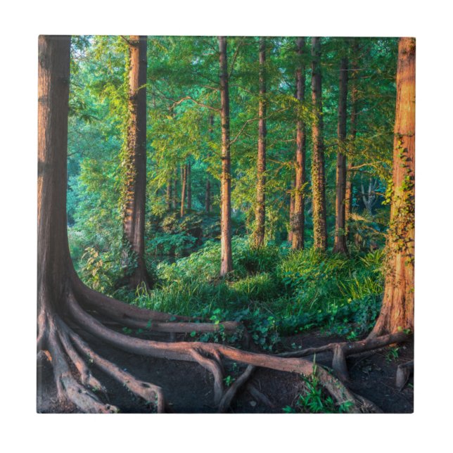 Forest in Summer Ceramic Tile (Front)