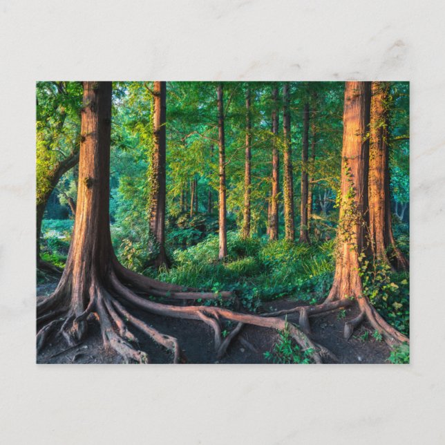 Forest in Summer Postcard (Front)