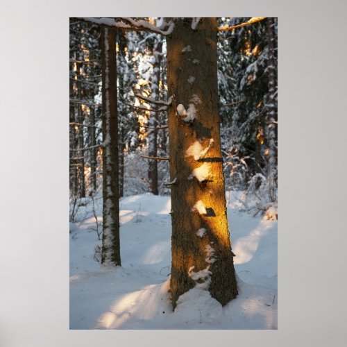 Forest in the winter poster