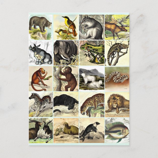 Forest, Jungle And Ocean Animal Collage sheet Art  Postcard (Front)