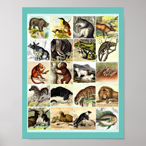 Forest Jungle And Ocean Animal Collage sheet Art Poster
