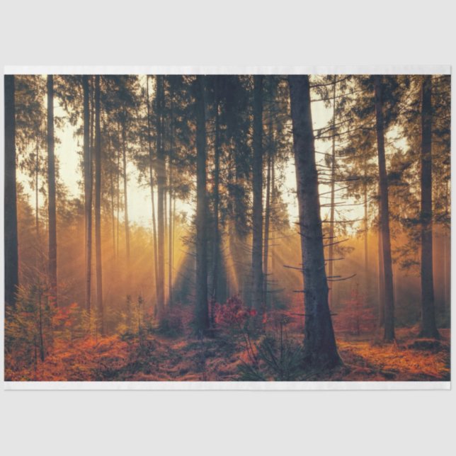 Forest Landscape 18 Decoupage Tissue Paper (Front)