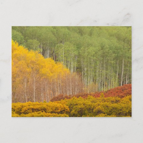 Forest Landscape in Autumn Postcard