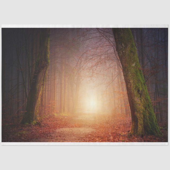 Forest Light 17 Decoupage Tissue Paper (Front)