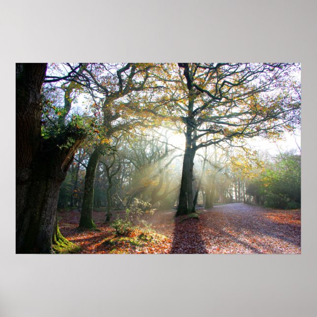 Forest Light Poster (Front)