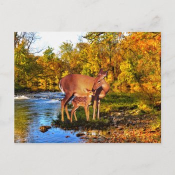 "forest Morning" Postcard by TabbyHallDesigns at Zazzle