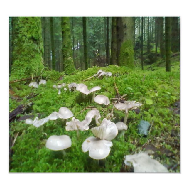 Forest mushroom photo print (Front)