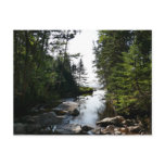 Forest near Hunters Beach at Acadia National Park Postcard