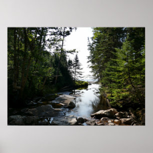 Forest near Hunters Beach at Acadia National Park Poster