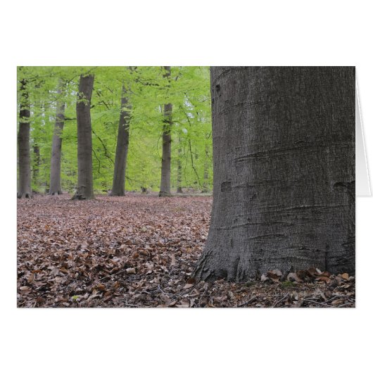 Forest, Netherlands Cards (Front Horizontal)