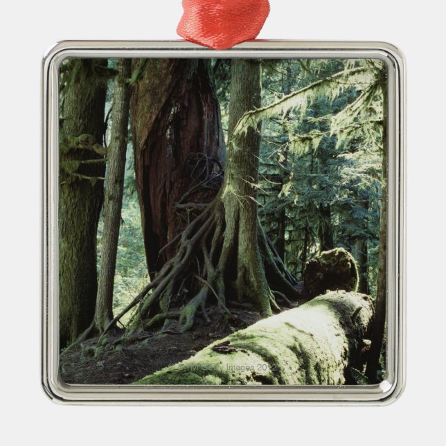 Forest of Cathedral Grove in British Columbia Metal Ornament (Front)