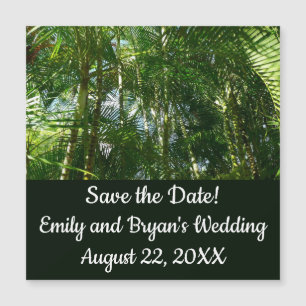 Forest of Palm Trees Tropical Nature