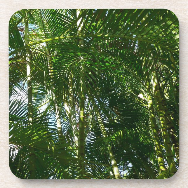 Forest of Palm Trees Tropical Nature Beverage Coaster (Front)